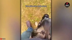 When Police Dogs Forget Their Job