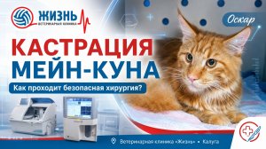 Кастрация мейн-куна в Калуге: что происходит с питомцем до, во время и после операции