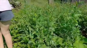 Деревенская жизнь 2 серия