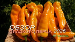 🌶Обзор коллекционных ортов СЛАДКОГО ПЕРЦА сезона 2026 🌶 III часть