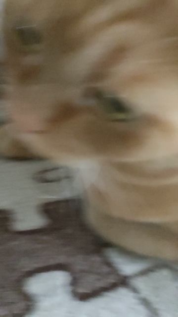 монстр масло
