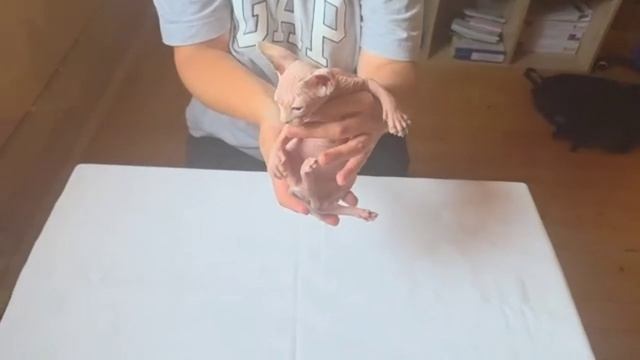 Котята питомника кошек  ТЕПЛЫЙ СФИНКС