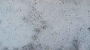 Результаты обработки пчёл от клеща.