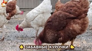 Забавные курочки несушки во дворе и курятнике очень счастливы 🥚😂🐥 (19)