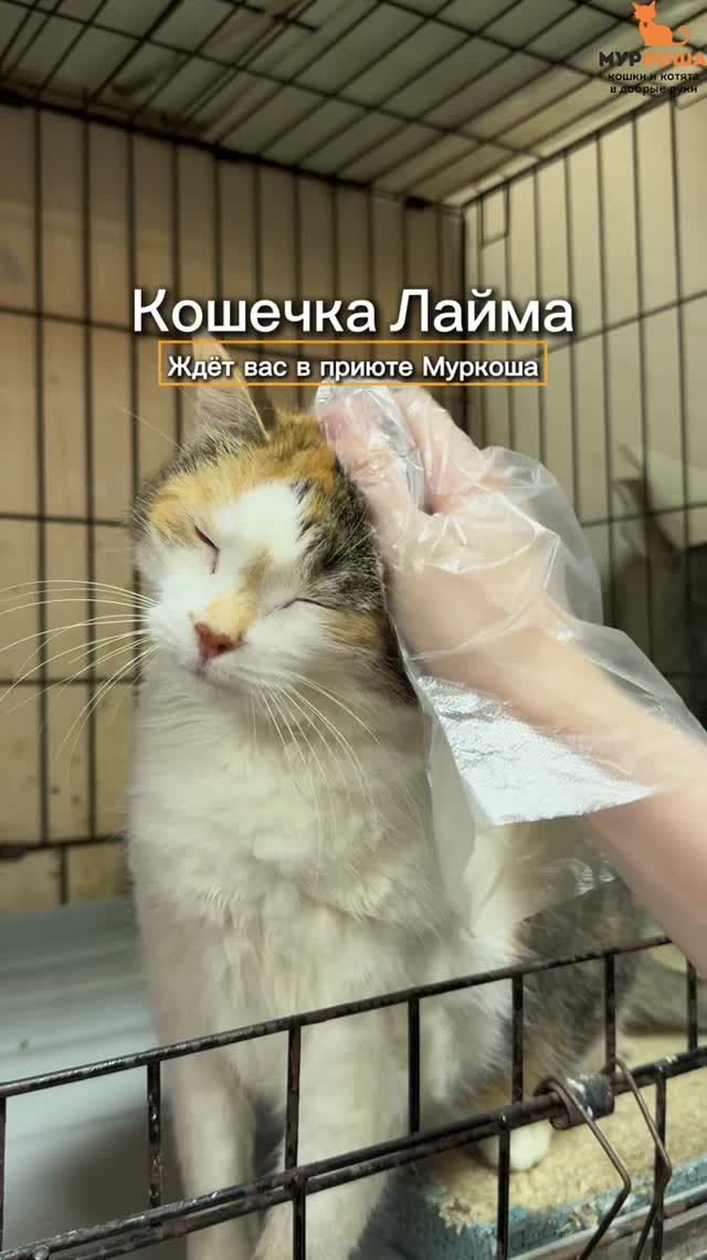 Лайма ждёт вас в приюте #Муркоша