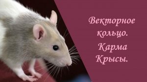 Векторное кольцо. Карма Крысы.