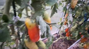 Резанные помидоры с луком-делаю заготовку.