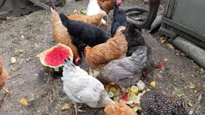 Курочки едят огурчики