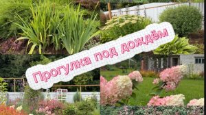 Прогулка под дождём. 15.08.26г