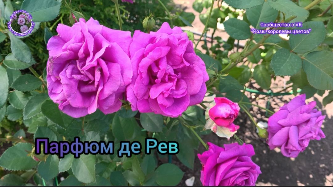 РОЗА ПАРФЮМ ДЕ РЕВ.