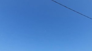 15.08.26 г. Андижанская порода голубей (2)