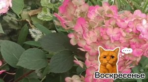 Ох тороплюсь но воскресенье скоро!!!! ТАКАЯ МУЗЫКА🎤🎼🎹🎶. А ГОРТЕНЗИЯ просто ❤😘КЛАСС