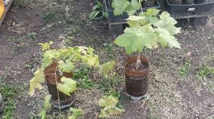 Саженцы винограда
