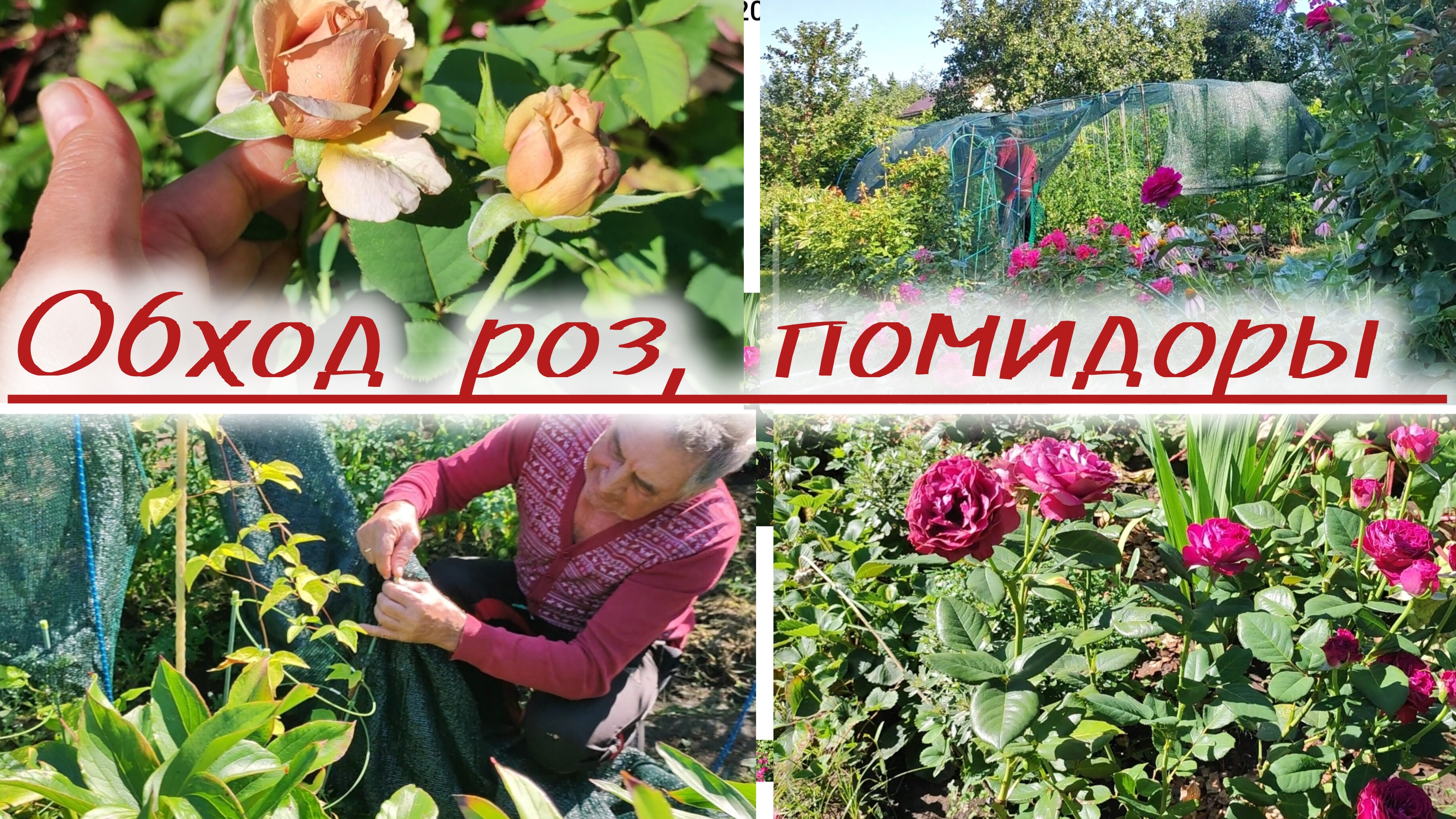 Муж ждёт помидоры 🍅, я по  розам!
