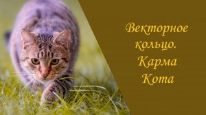 Векторное кольцо. Карма Кота.