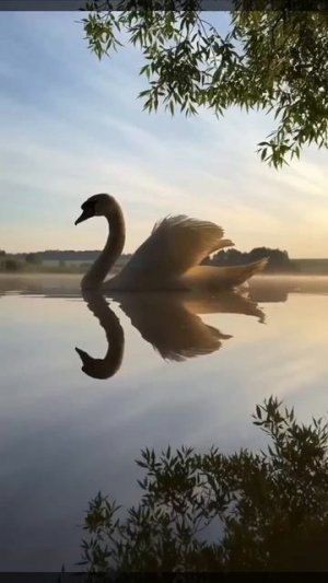 лебедь на озере