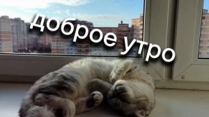 доброе утро