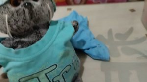 сшила для басика новенькую одежду 👕