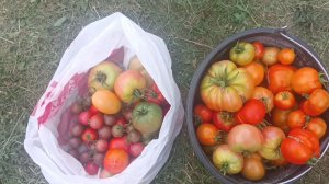 Урожай томатов