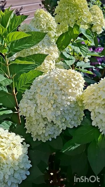 Гортензии🌸🌸🌸.Продолжение🌸🌸🌸