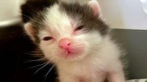 Кошки пытаются сформировать мысль