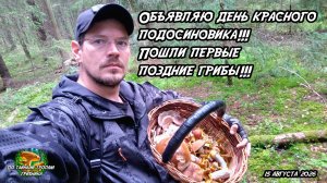 Объявляю день красного подосиновика!!! Пошли первые поздние грибы!!! 15 августа 2026