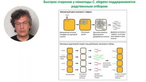 Часть 4 Эволюция старения и долголетия, или Почему люди стареют?