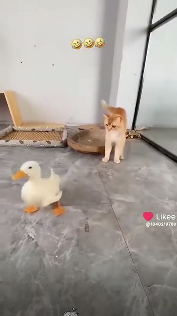 Коты VS Утки 🐈🐈🐈🦆🦆🦆!!!