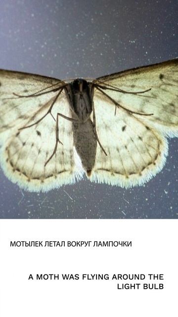 Мотылек