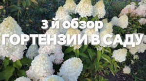 3-й обзор. Гортензии в саду.