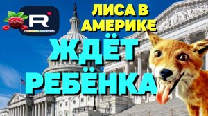 Ждет ребёнка /Устроила цирк /Лиса в Америке Обзор /Funny 4