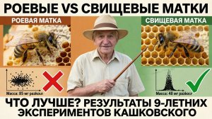 Роевые или свищевые: какие матки лучше? Профессор Кашковский о результатах 9-летнего опыта 🐝🧬