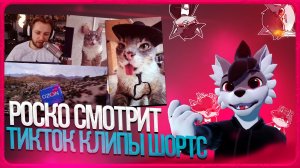 🐺 Роско смотрит TikTok, Клипы, Shorts