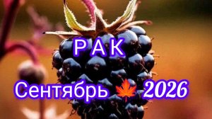 РАК ♋ сентябрь 🍁 2026года Гороскоп и расклад таро 🔮