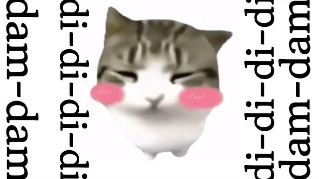 Dam Dam DiDiDiDi Cat