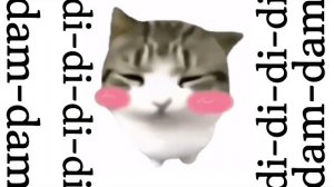 Dam Dam DiDiDiDi Cat
