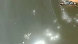Какие запахи любит карась? Лучшие ароматизаторы для ловли карася своими руками.