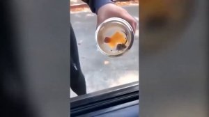 ЧАЙКА ЭТО ПОЧЕТНО