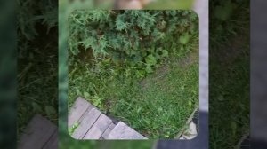 1000067197.mp4 (Собака слушает о идеальных параметрах деревян. лестницы на 2-ой этаж в доме А-фрейм)