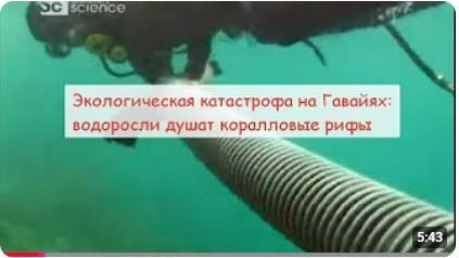 Экологическая катастрофа на Гавайях: водоросли убивают коралловые рифы