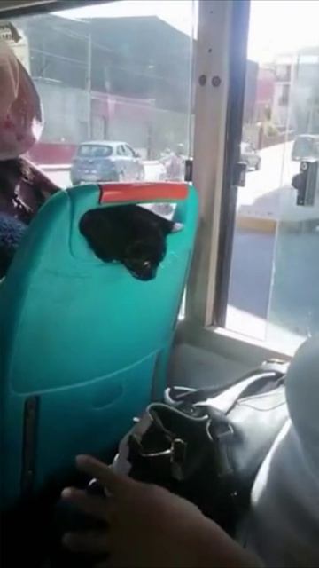 Смешные коты #123-5