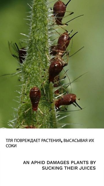 Тля