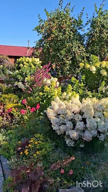 Гортензии бушуют 🌸🌸🌸
