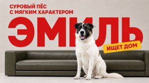 Эмиль — суровый пёс с мягким характером. Ищет дом