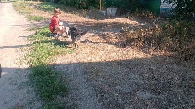 Погладь собачку!