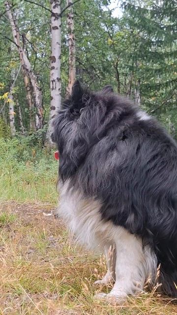 поход в лес. 15 августа