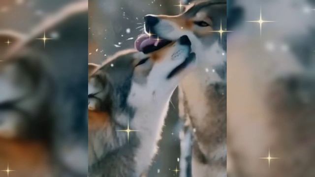 ВОЛЧИЦА. Песни для души.