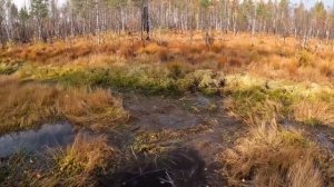 Добыл лося  Охота с лайками 2023 на лося бычка   охотаналося .mp4