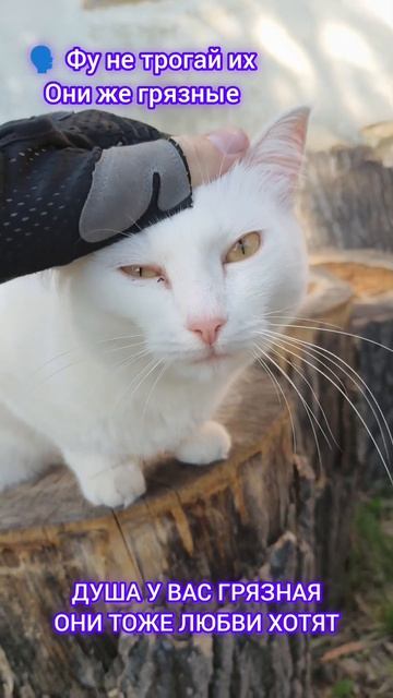 КОГДА К ТЕБЕ ПОДОШЁЛ МИЛЫЙ КОТ #котость #кошары #реки #рекомендации