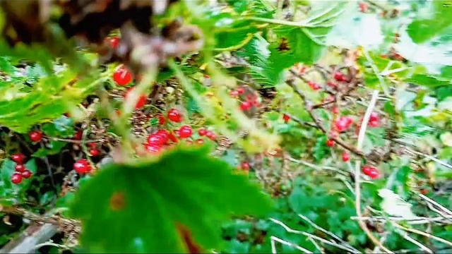 Собираю на даче черный крыжовник 🪴🌿